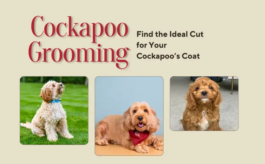 Best Cockapoo Grooming Styles: One For Each Type of Coat and Length